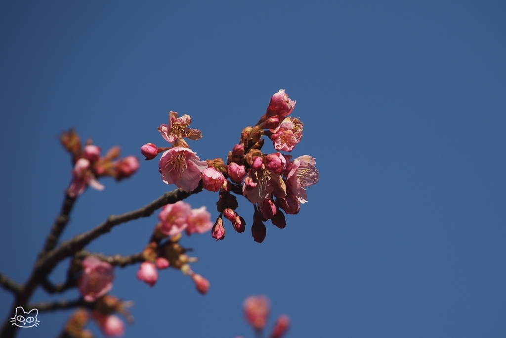 春の先駆け　１