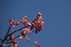 春の先駆け　１