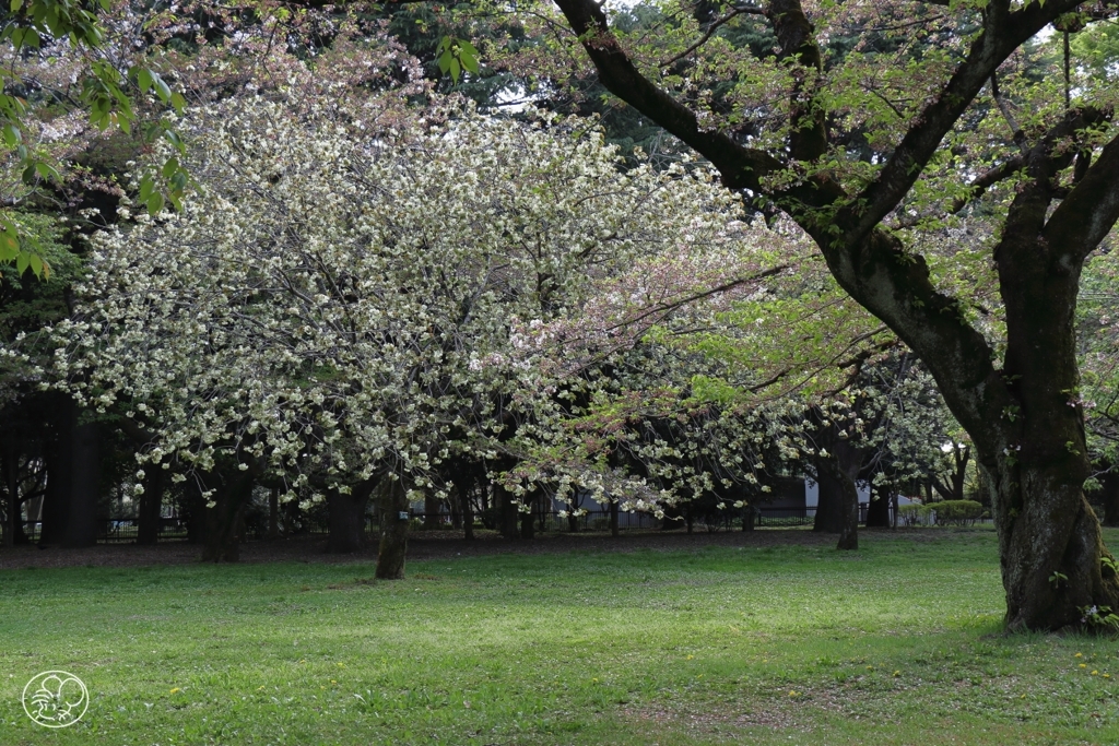 園地の桜