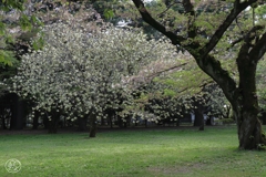 園地の桜
