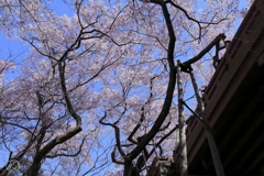 高遠の桜　６