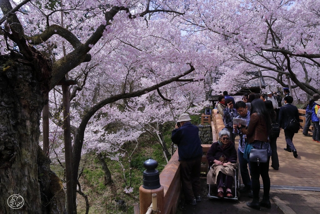 高遠の桜 －４