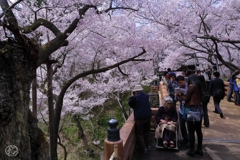 高遠の桜 －４