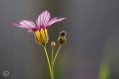 道端の花　４
