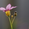 道端の花　４