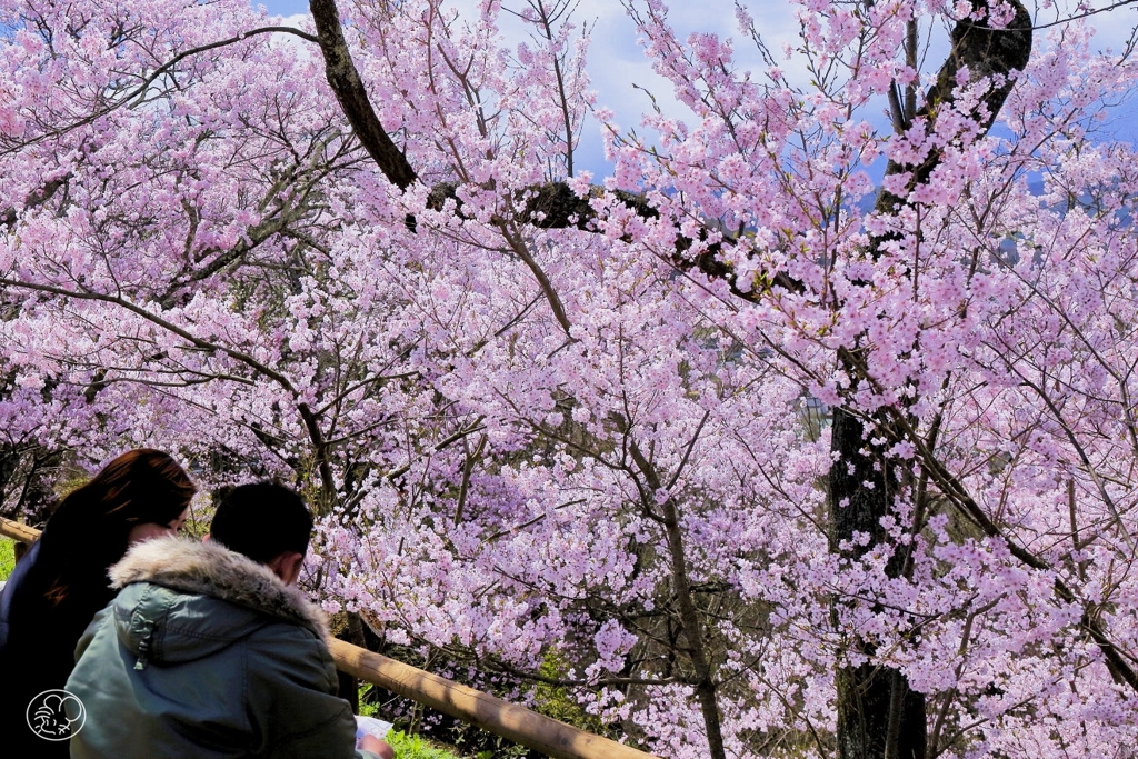 高遠の桜 －８