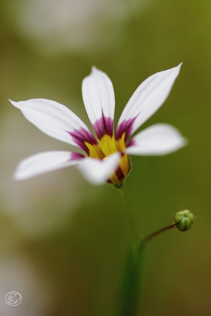 １２ｍｍの花