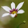 １２ｍｍの花