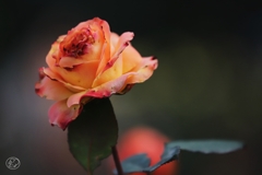 マジョレット　４