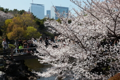 御苑の花見－２