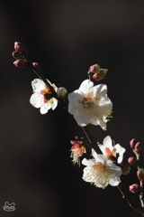 日射しになごむ