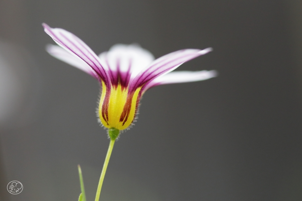 道端の花　３