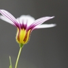 道端の花　３