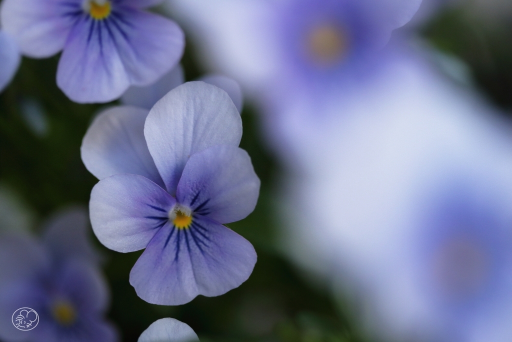 家の花　７