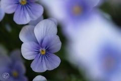 家の花　７