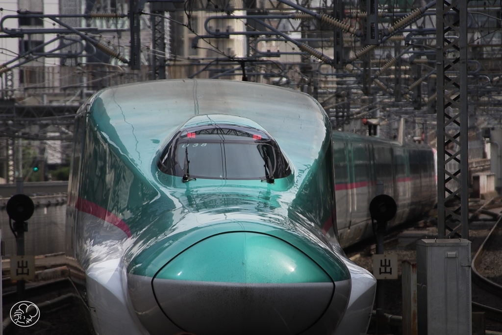 カバかブタか