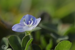 小さなたくましさ