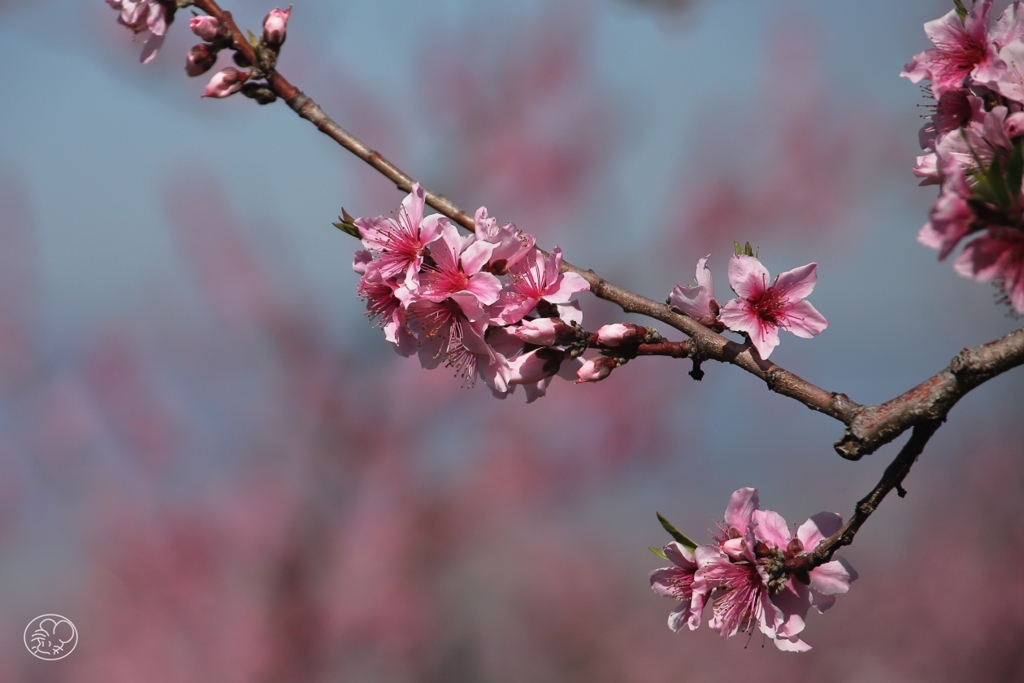 桃も春の花