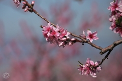 桃も春の花