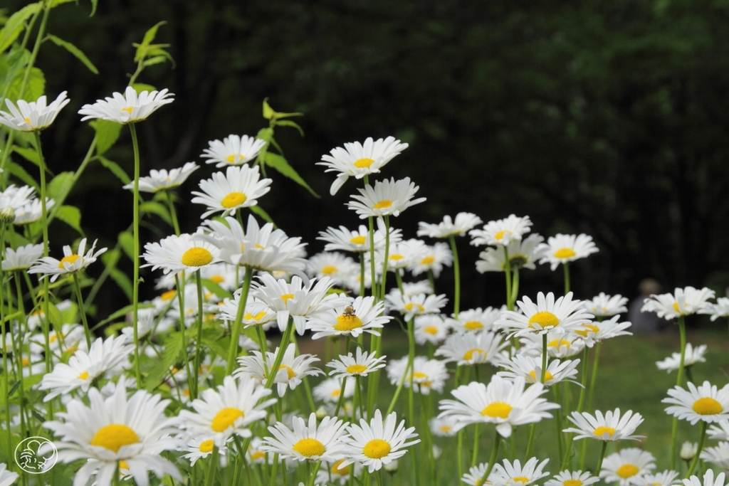 公園の花