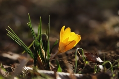 地の花　１