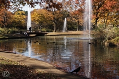 公園の秋 －１２