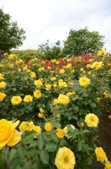 公園の薔薇