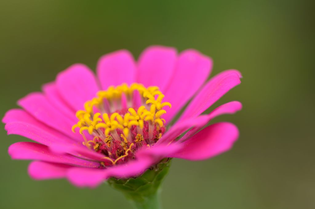 花言葉は「遠くの友を想う」