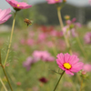 花から花へと