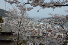 尾道 天寧寺の桜