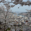 尾道 天寧寺の桜