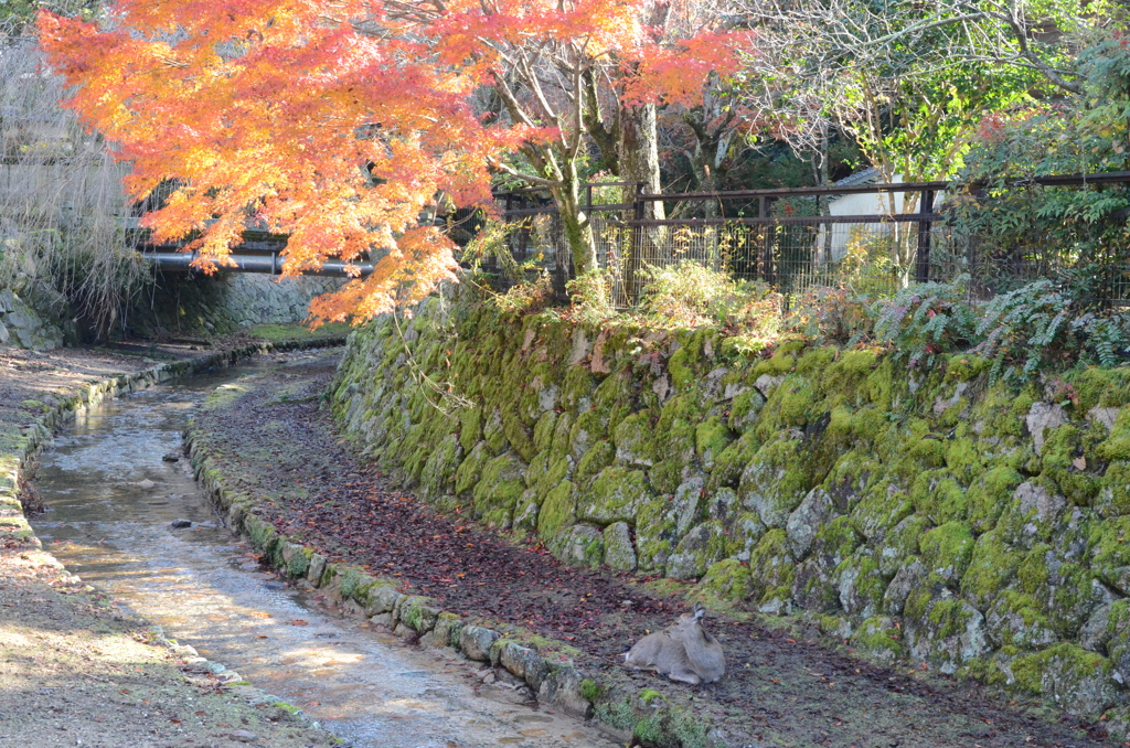 宮島の鹿