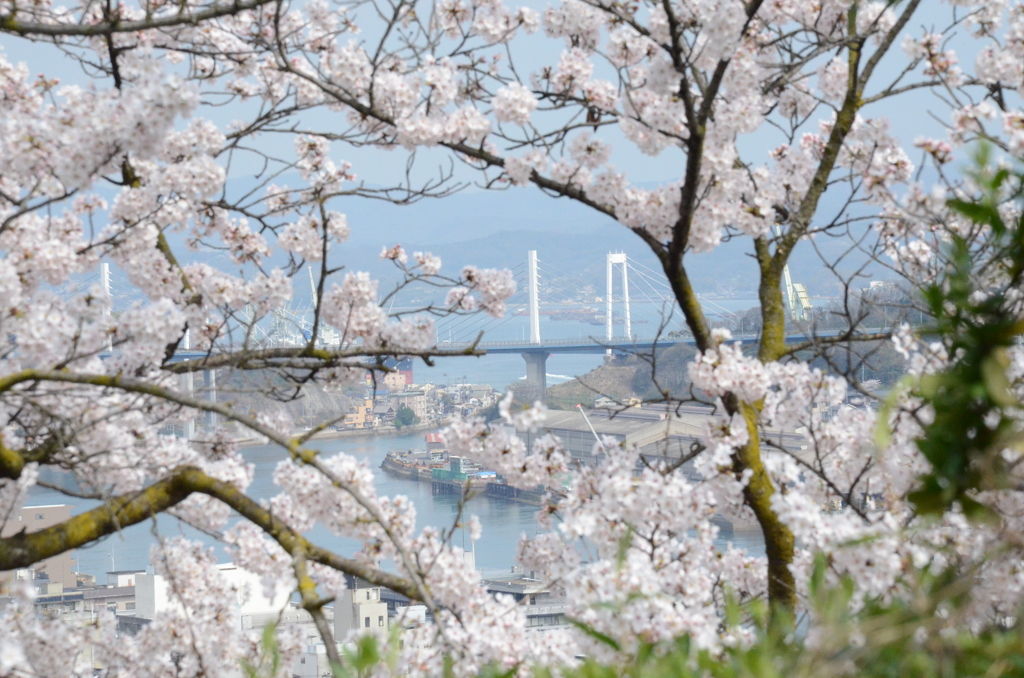 尾道 千光寺公園の桜