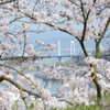 尾道 千光寺公園の桜