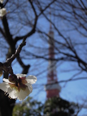 東京タワーと梅