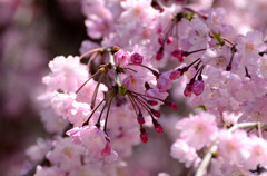 舞鶴公園の枝垂桜02