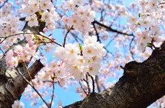 九州大学の桜その２