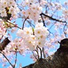 九州大学の桜その２