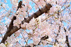 九州大学の桜その１