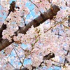 九州大学の桜その１