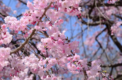 舞鶴公園の枝垂桜03