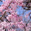 舞鶴公園の枝垂桜03