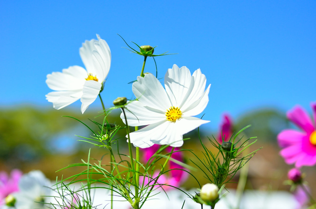 コスモスと青空