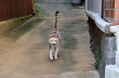 相島の猫その１