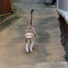 相島の猫その１