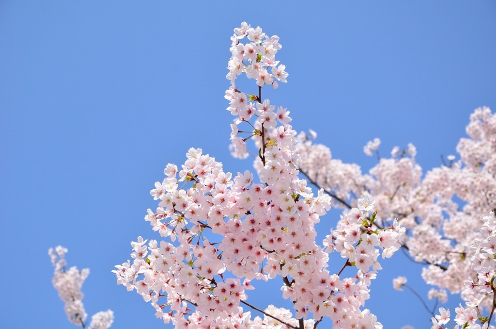桜と青空その２