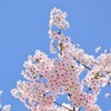 桜と青空その２