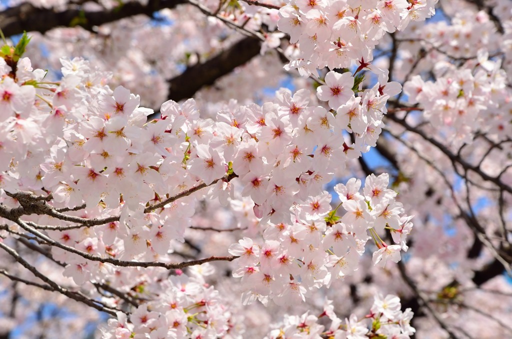 桜