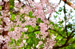 何桜？