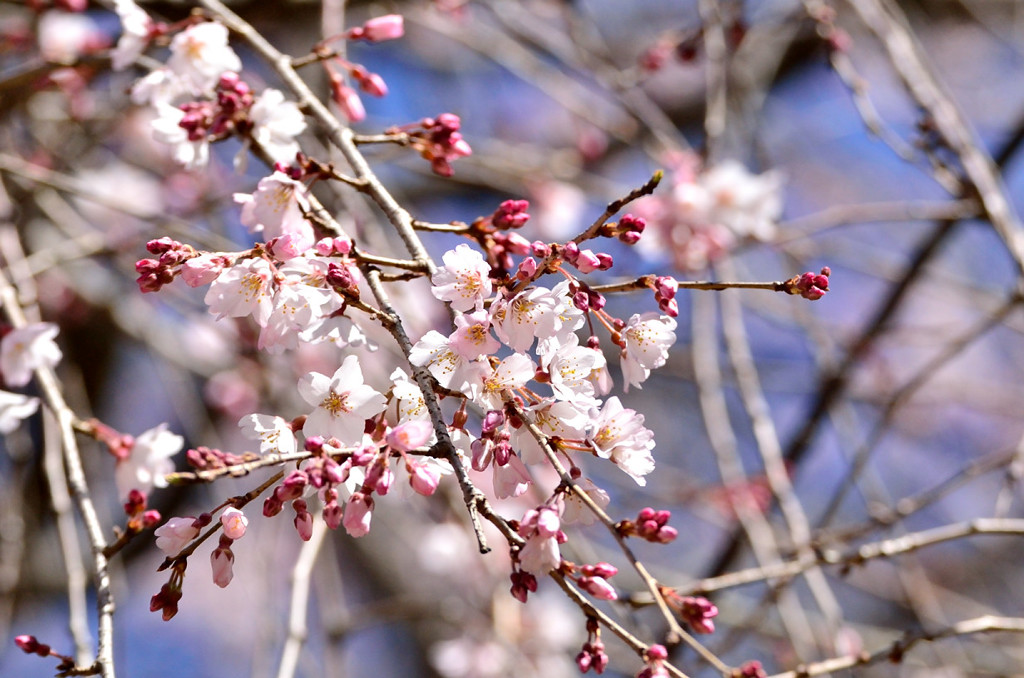 舞鶴公園の桜